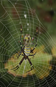 在蜘蛛网上的小蜘蛛矢量插图图片