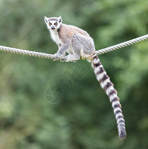 坐在绳子上的环尾狐猴Lemurcatta图片