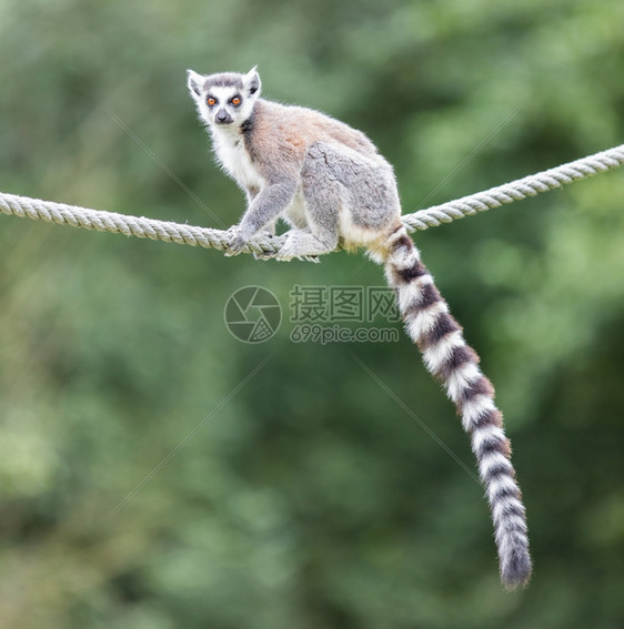 坐在绳子上的环尾狐猴Lemurcatta图片