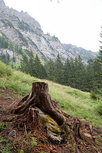 森林砍伐概念在绿色森林中树桩瑞士图片