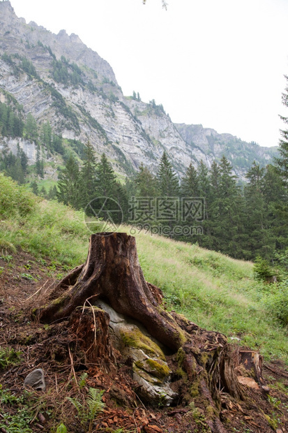 森林砍伐概念在绿色森林中树桩瑞士图片