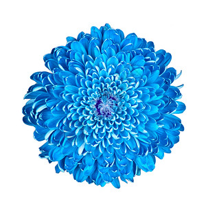 蓝色菊花白的孤立图片