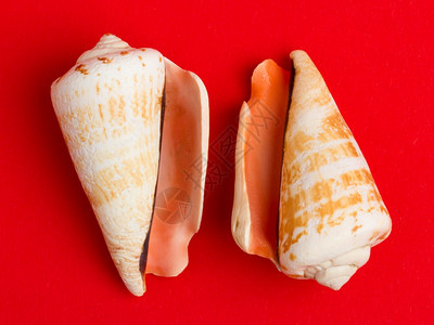 红色背景的两枚褐白贝壳被隔离图片