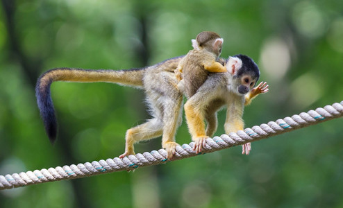 小型普通松鼠猴子Saimiriscioureus选择重点图片