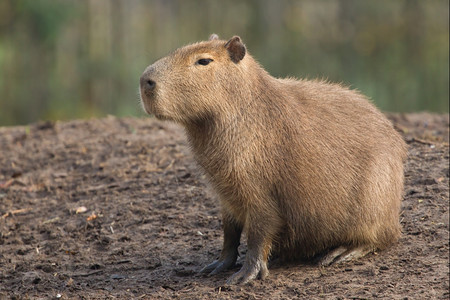 CapybaraHydrochoerushydrocheries以黑泥为生图片