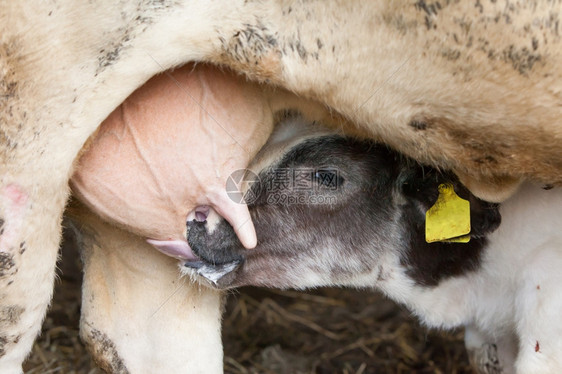 年轻小牛从他母亲那里喝牛奶图片
