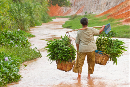 越南妇女她的产品来自野生物农业对越南大部分人口的生存至关重要越南201年图片