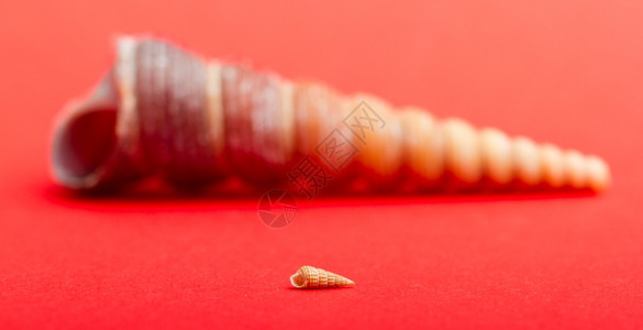 小棕色海壳背着一个大海壳在红色背景下被隔离图片