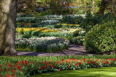 荷兰春季花园Keukenhof荷兰列支敦士登花和郁金香公园图片