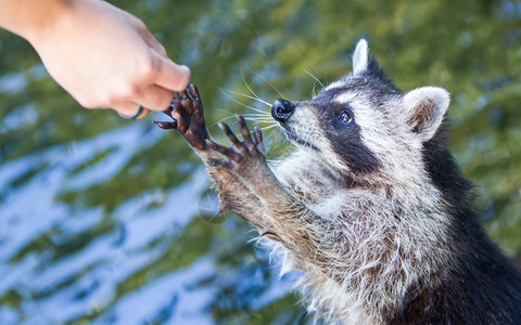 成人racoon乞讨食物水背景图片