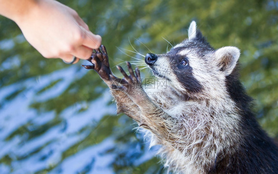 成人racoon乞讨食物水背景图片