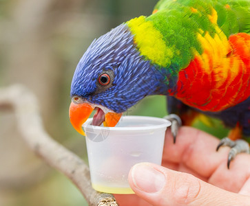 澳大利亚彩虹LorikeetTrichoglossusmoluccccanus人类手图片