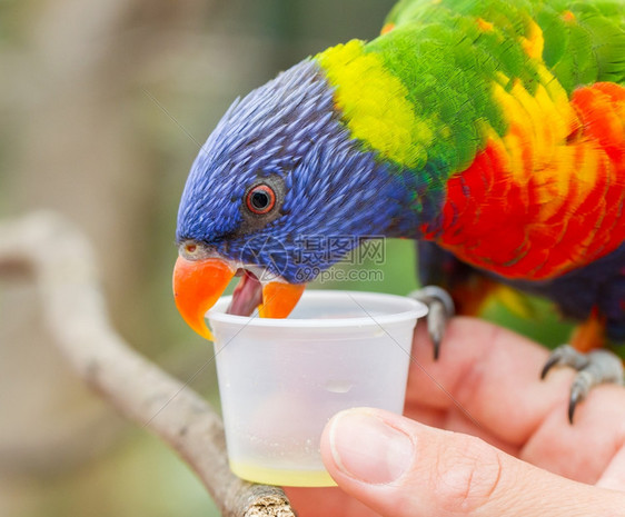 澳大利亚彩虹LorikeetTrichoglossusmoluccccanus人类手图片