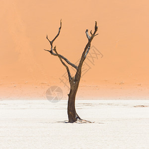 Namib沙漠的acacia树和红色沙丘纳米比亚Didevlei苏夫莱图片