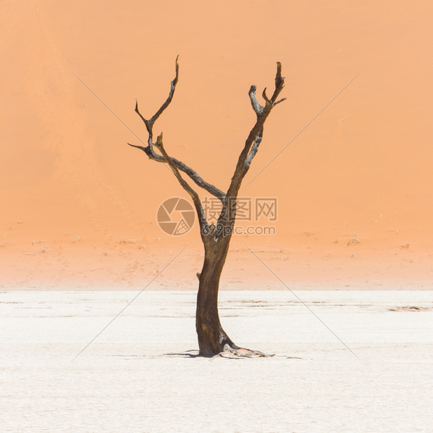 Namib沙漠的acacia树和红色沙丘纳米比亚Didevlei苏夫莱图片