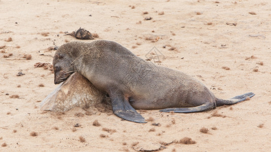 CapeCrossCapeCross纳米比亚海豹毛皮图片