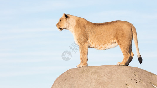 狮子从岩石旁观察扫描周围环境图片