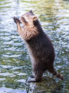 成人racoon乞讨食物水背景图片