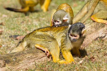 松鼠猴Saimiriboliviensis清洗另一只松鼠猴图片
