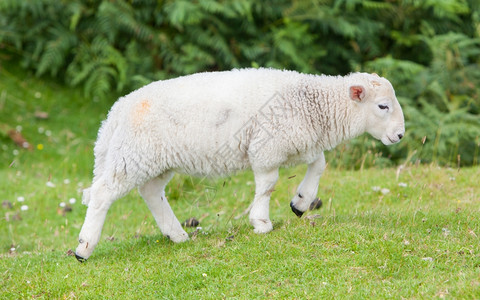 小可爱的羊羔在草地上行走图片