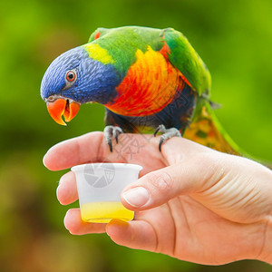 澳大利亚彩虹LorikeetTrichoglossusmoluccccanus人类手图片