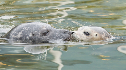 成年和青灰海豹鼻子对在水中的图片