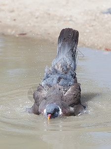 WoodPigeonColumbaPalumbus在池塘洗澡图片