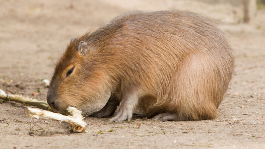 CapybaraHydrochoerus水手坐在沙子里吃东西图片