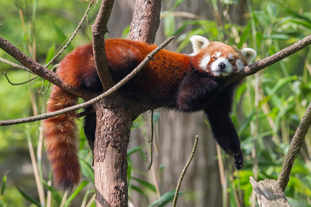 红熊猫火狐或小Ailurusfulgens躺在树上图片