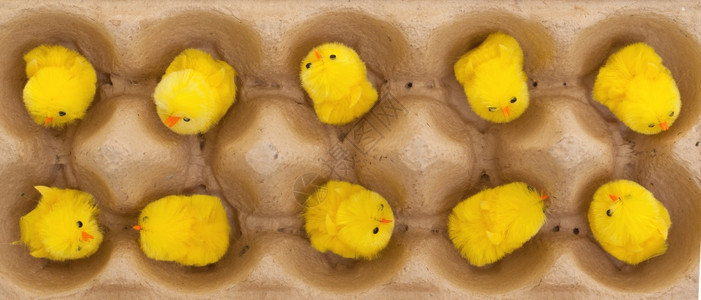 复活节小鸡在蛋箱里有选择焦点图片