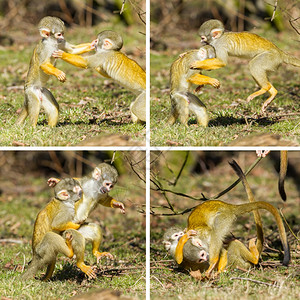 两个年轻的松鼠猴Saimiriboliviensis战斗汇编背景图片