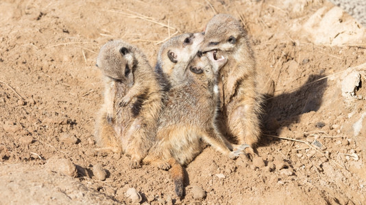 集体拥抱Meerkat看守和玩弄图片