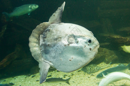 被囚禁的海洋太阳鱼Molamola荷兰阿梅图片
