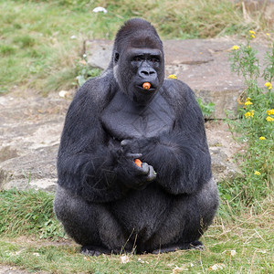 银背的雄大猩享受一些水果图片