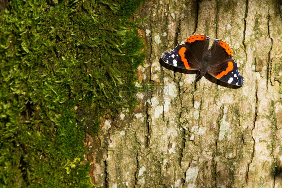 红蝴蝶上将凡妮莎阿塔兰特在一棵树上图片