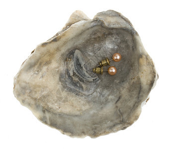 白色背景的牡蛎贝壳珍珠耳环图片