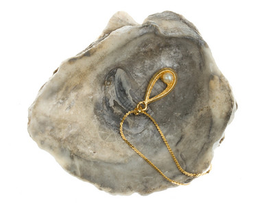 贝壳项链金项链白底的牡蛎贝壳里有珍珠金项链背景