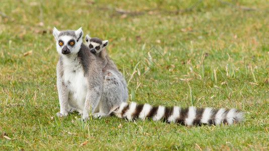 环尾狐猴Lemurcatta年轻时使用它sback图片