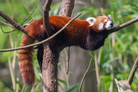 红熊猫火狐或小Ailurusfulgens躺在树上图片