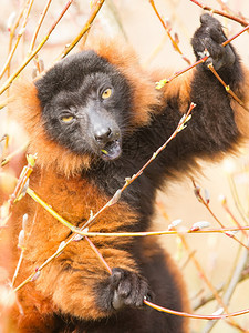 从树上进食的红腹勒穆尔Eulemurmahriventer图片