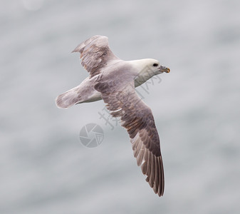 fulmarfulmarusglacialis飞行中的单鸟图片素材