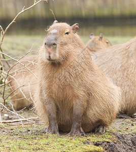 CapybaraHydrochoerus水电坐在草地上图片