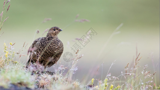 RockPtarmiganLagopusMutus女冰岛自然图片