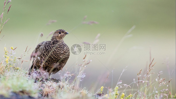 RockPtarmiganLagopusMutus女冰岛自然图片