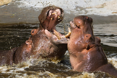水中两座战斗河马Hippopopotomatomusambibius图片
