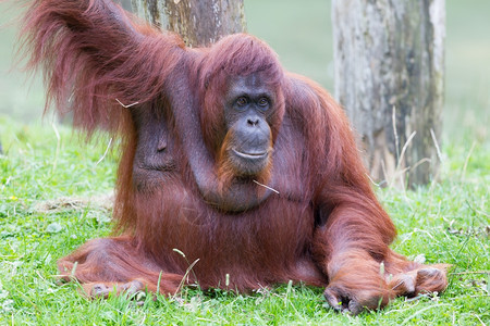 Orangutan在它的自然栖息地中休图片
