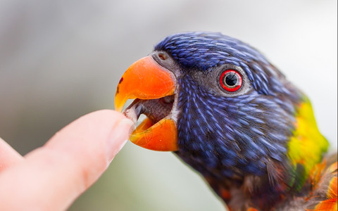 澳大利亚彩虹LorikeetTrichoglossusmolluccccanus舔人手指图片