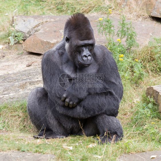 银背的雄大猩享受一些休息图片
