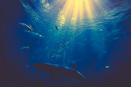海底鲨鱼照片水下有阳光的鲨鱼图片