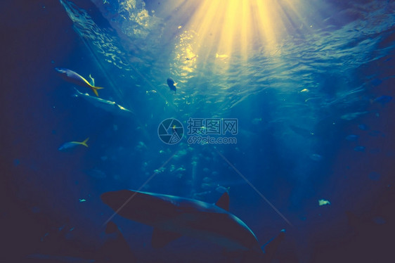 海底鲨鱼照片水下有阳光的鲨鱼图片